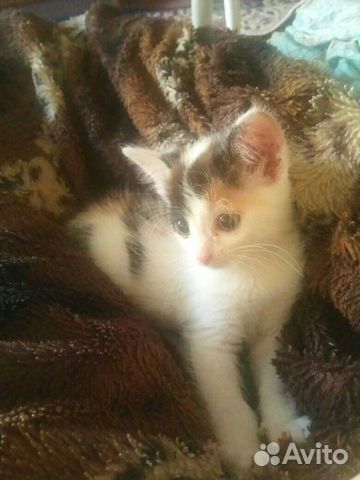 Объявления маленьких котят. Авито котята. Авито тольятти животные кошки. Кот котенок в тольятти. Котята в абазе.