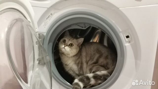 Кот на новоселье