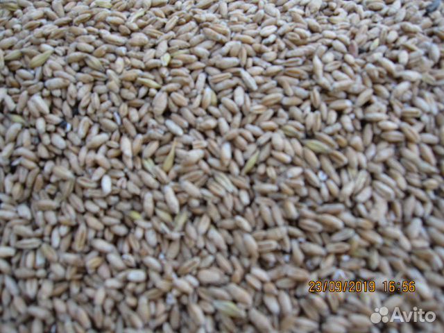 Зерно,пшеница и ячмень урожай 2019г купить на Зозу.ру - фотография № 1