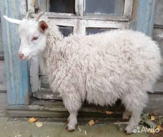 Пара пуховых тонкорунных коз (ангора) купить на Зозу.ру - фотография № 3