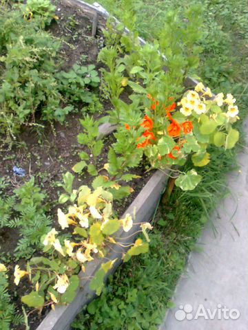 Мотокультиватор Мотокультиватор