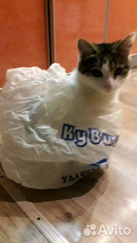 Кошечка купить на Зозу.ру - фотография № 4