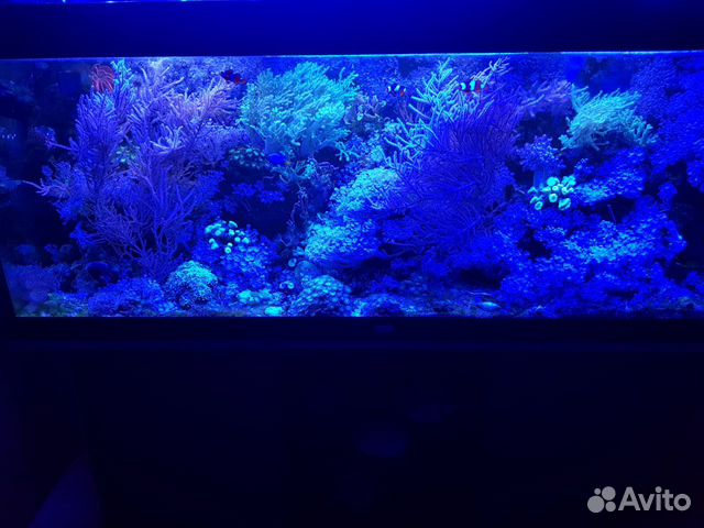 Морские живые кораллы купить на Зозу.ру - фотография № 3