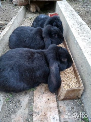 Кролики Французский баран купить на Зозу.ру - фотография № 6