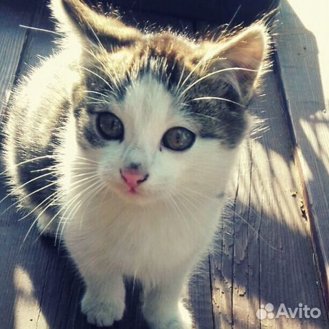 Котенок 5 месяцев купить на Зозу.ру - фотография № 3