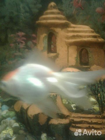 Золотая рыбка купить на Зозу.ру - фотография № 3