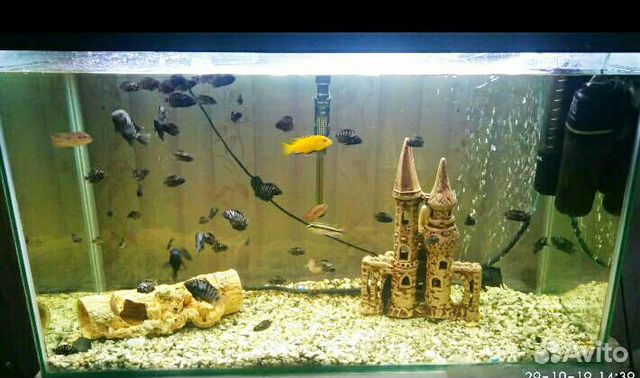Аквариум