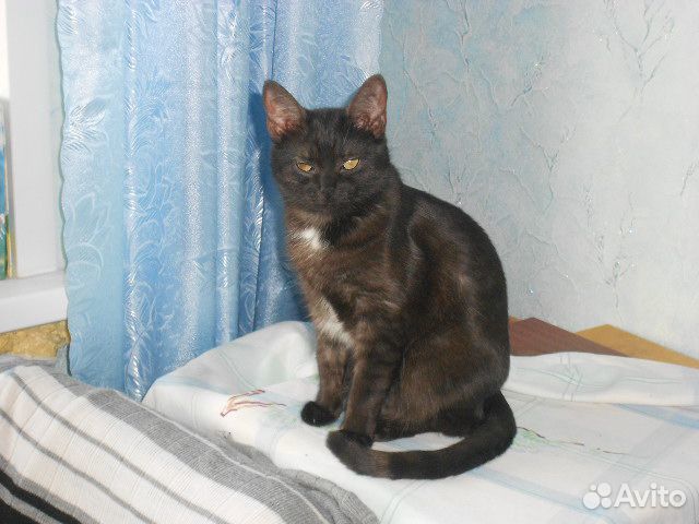 Кошка-доктор купить на Зозу.ру - фотография № 4