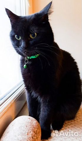 Кот Черчилль