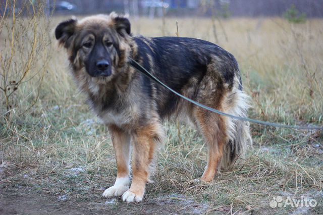 Очень нежная собака из приюта в дар купить на Зозу.ру - фотография № 1