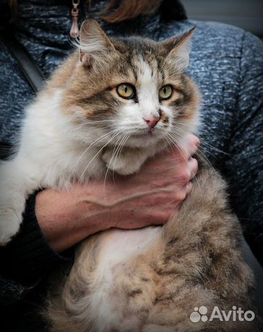 Котик Родинка для вашей души Котик Родинка для вашей души
