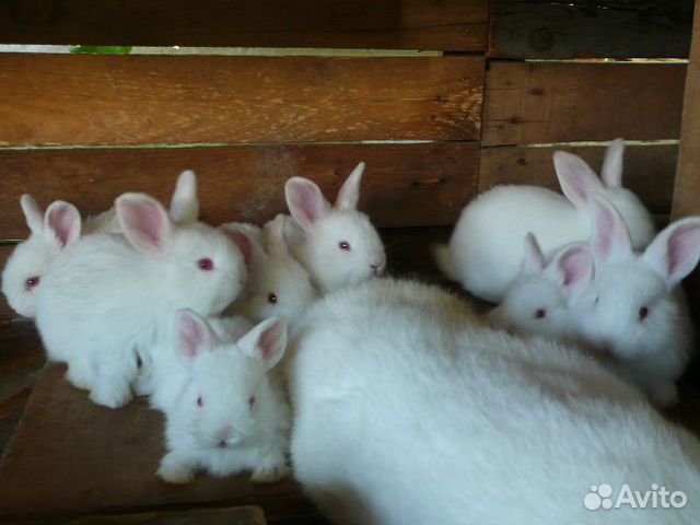 Купить кроликов в орле