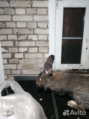 Продам живого кролика бельгийский фландер купить на Зозу.ру - фотография № 1