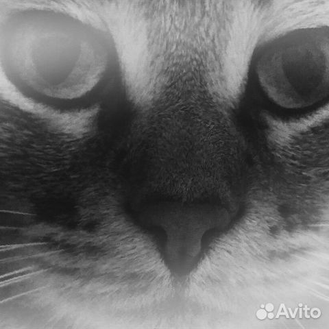 Кот в добрые руки купить на Зозу.ру - фотография № 2