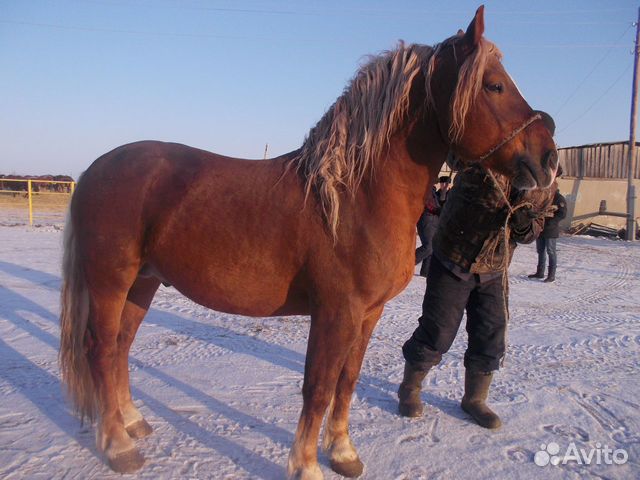 Жеребец И лошади с откорма купить на Зозу.ру - фотография № 1