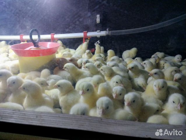Цыплята суточные купить на Зозу.ру - фотография № 1