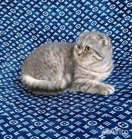 Шотландский вислоухий котик купить на Зозу.ру - фотография № 3