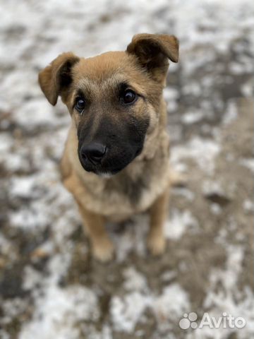 Пёсик, щенок купить на Зозу.ру - фотография № 3