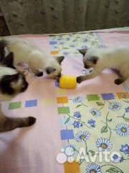 Котята от тайских родителей купить на Зозу.ру - фотография № 4