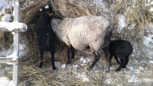 Романовская порода овец купить на Зозу.ру - фотография № 8