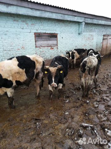 Бычки, на откорм, тёлки, коровы купить на Зозу.ру - фотография № 2