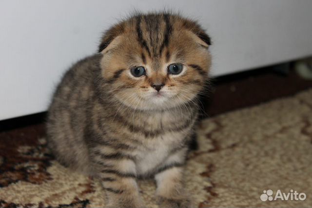 Шотландский вислоухий кот, вязка купить на Зозу.ру - фотография № 7