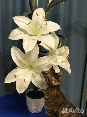 Светильник