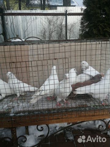 Бакинские бойные голуби купить на Зозу.ру - фотография № 10