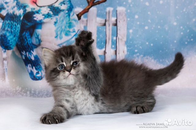 Сибирские породистые котята купить на Зозу.ру - фотография № 8