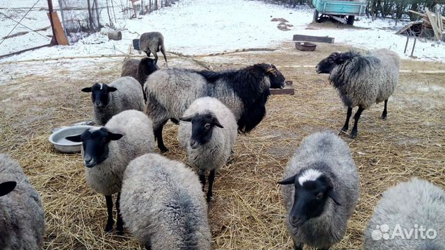 Купить Овец Романовской Породы С Ягнятами Цена