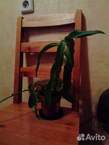 Комнатное растение Золотой ус Комнатное растение Золотой ус