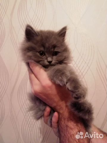 Британские котята купить на Зозу.ру - фотография № 1