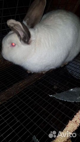 Кролик калифорнийского породы купить на Зозу.ру - фотография № 1