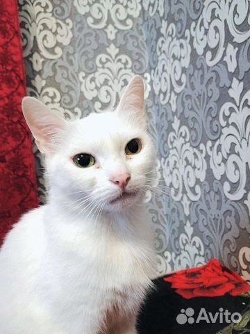 Кошка турецкая ангора купить на Зозу.ру - фотография № 3