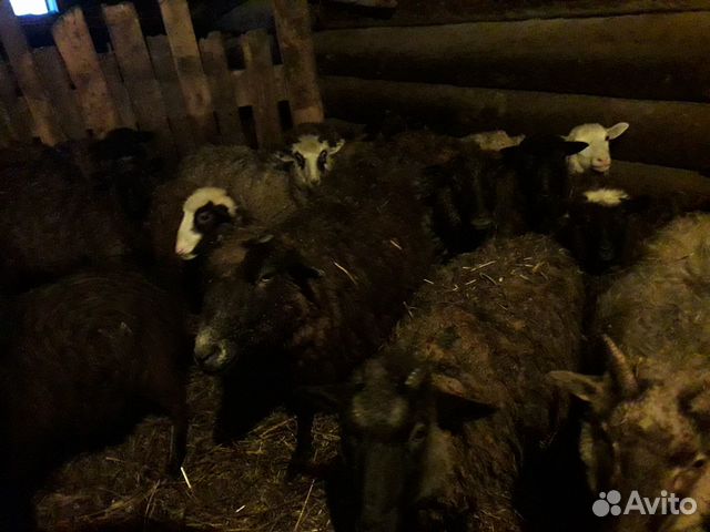 Овцы, бараны купить на Зозу.ру - фотография № 1