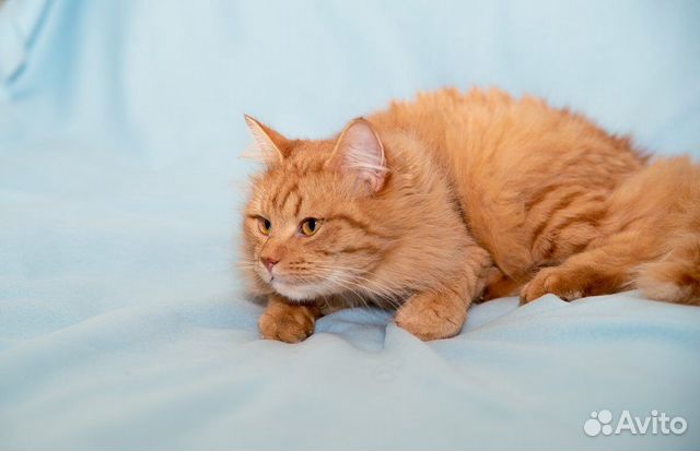 Шикарный рыжий котик в добрые руки купить на Зозу.ру - фотография № 4