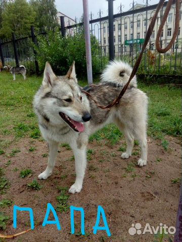 Продается щенок зсл,от работающих собак.Папа дипло купить на Зозу.ру - фотография № 5