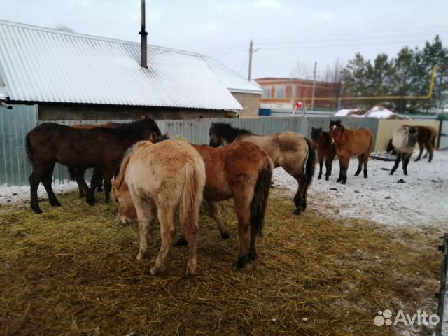 Лошади жеребята купить на Зозу.ру - фотография № 1