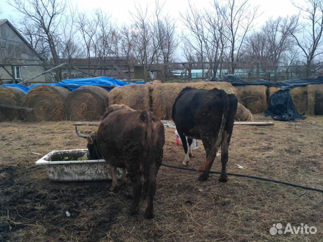 Продаю стельные коровы телки бычки купить на Зозу.ру - фотография № 4