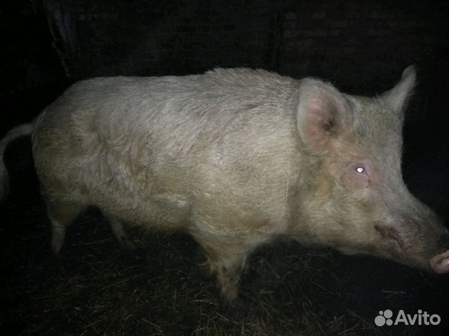 Продам свиней полукровок купить на Зозу.ру - фотография № 2