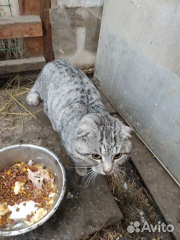 Породистый кот, британец купить на Зозу.ру - фотография № 1