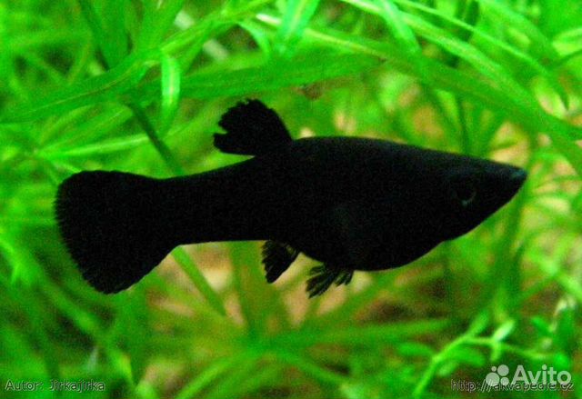 Меченосец аквариумная рыбка (цвет черный) купить на Зозу.ру - фотография № 2