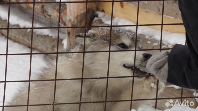Продаем щенков породы Аляскинские маламуты купить на Зозу.ру - фотография № 3