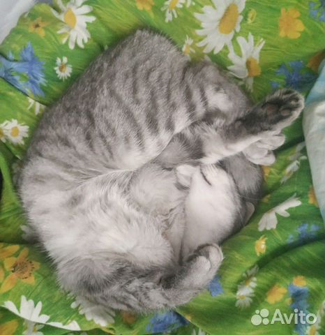 Кошка и кот купить на Зозу.ру - фотография № 4