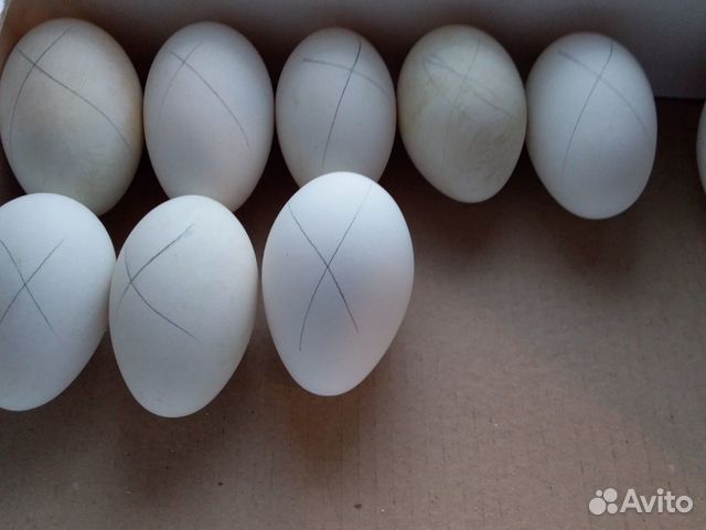 Яйцо купить на Зозу.ру - фотография № 2