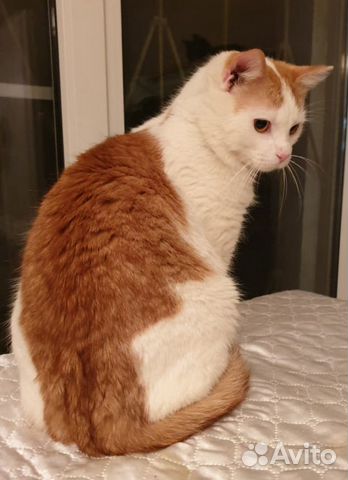 Котик Огонёк Котик Огонёк