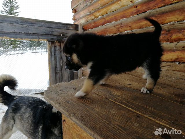Щенки охотничьей собаки купить на Зозу.ру - фотография № 2