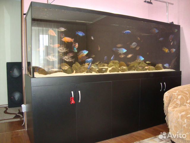 Малавийские цихлиды группы утака и аквариум купить на Зозу.ру - фотография № 4