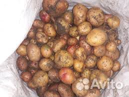 Картофель мелкий на корм скоту купить на Зозу.ру - фотография № 1