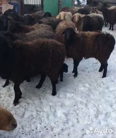 Продам овцематки 50 голов 30 голов ягнят курдючный купить на Зозу.ру - фотография № 2